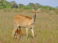 Resultado de imagem para cervo do pantanal filhote