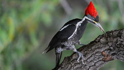 Resultado de imagem para pica pau ave